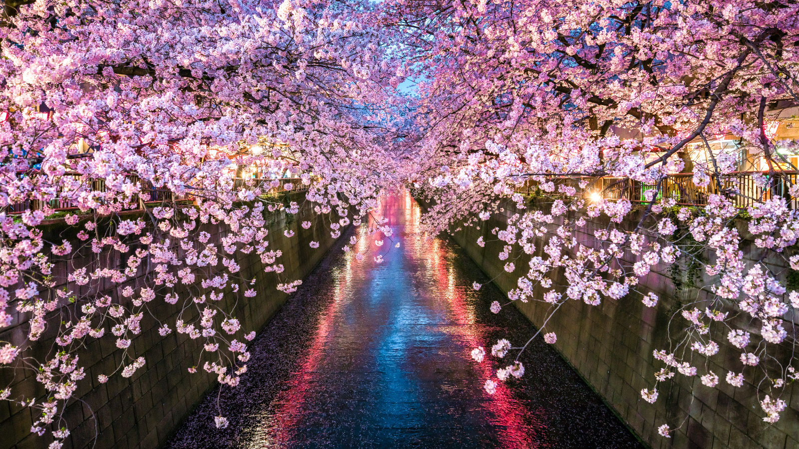 The Beginning of Spring in Japan | The Japan Media